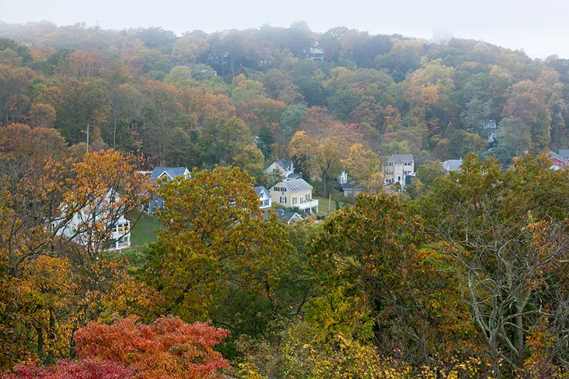 Middletown Trees