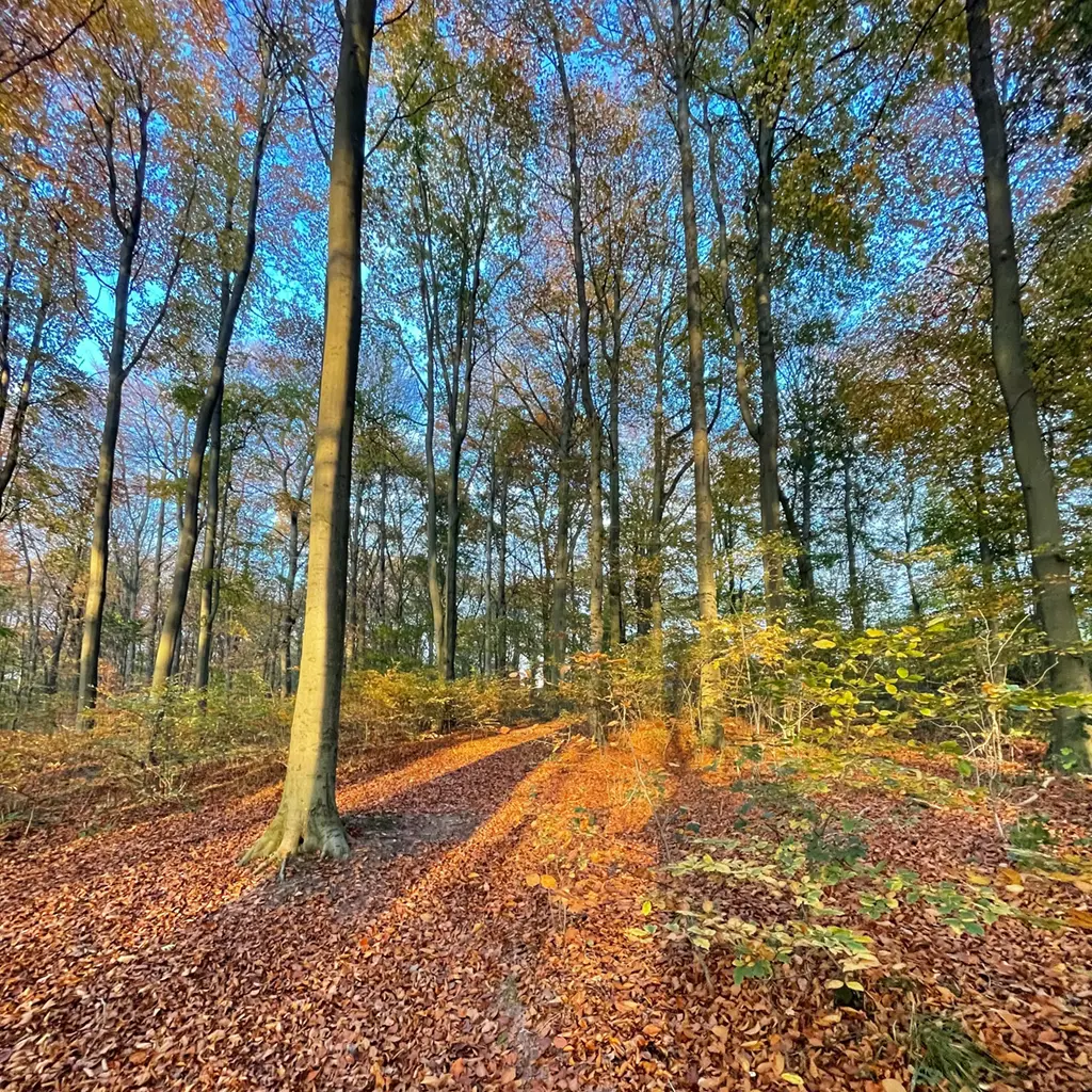 Fall Tree Service in Middletown