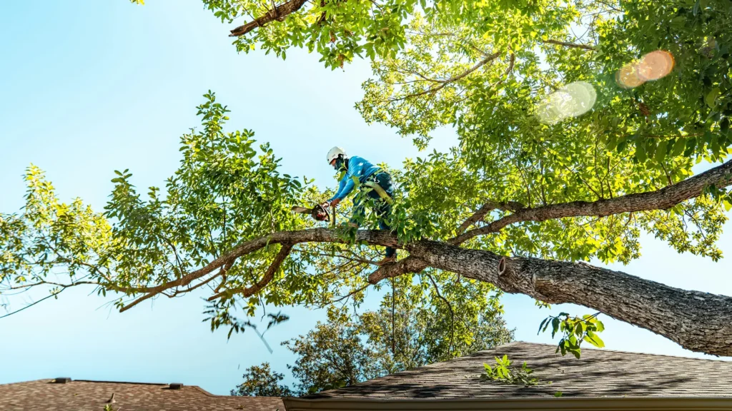 Middletown Seasonal Tree Service