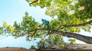 Middletown Seasonal Tree Service