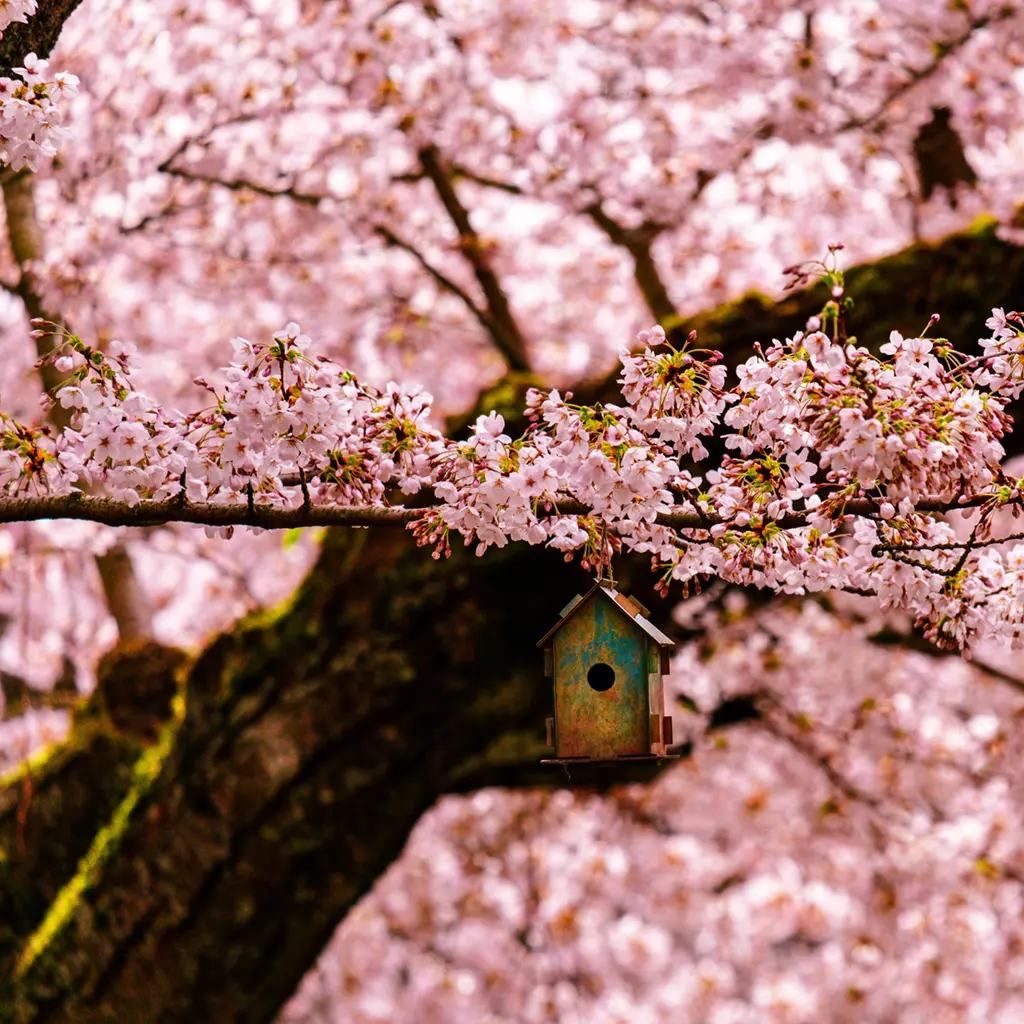 Spring Tree Service in Middletown
