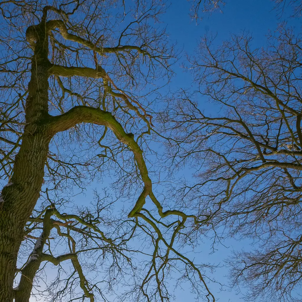 Winter Tree Service in Middletown