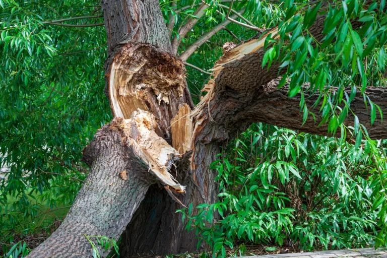 Damaged Tree