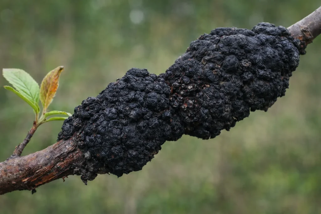 Black Knot Fungus