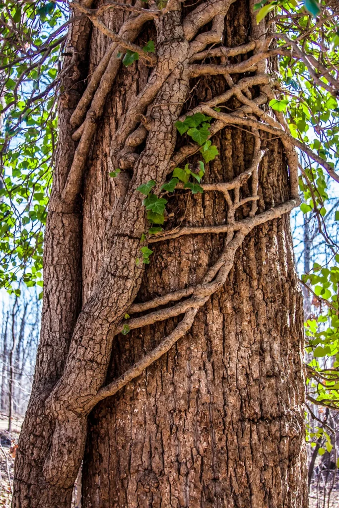 Tree With Vines