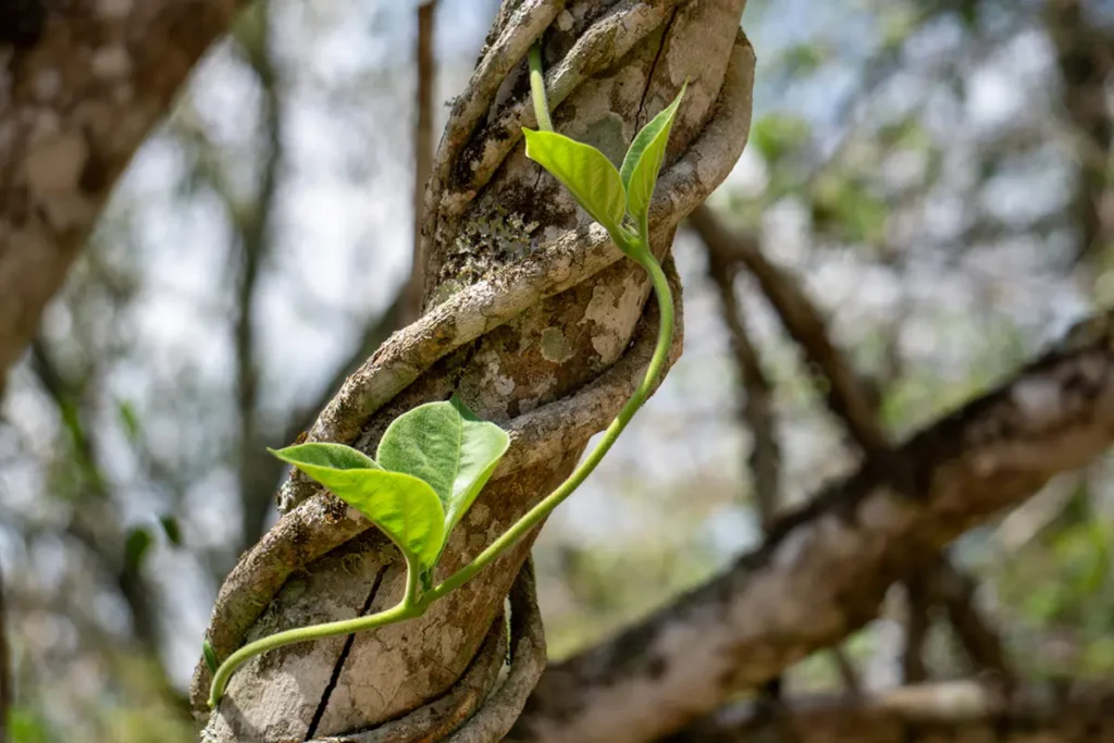 Vine on Branch
