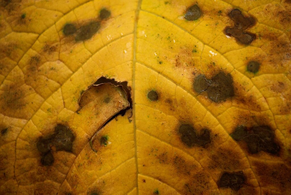 A close-up of leaf tissue showing the characteristic dark interveinal banding of beech leaf disease.