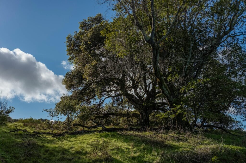 A tall dead oak left standing at the edge of a Middletown yard as a wildlife snag