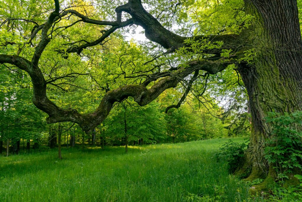 Oak tree canopy in spring with spongy moth caterpillar damage visible on leaves