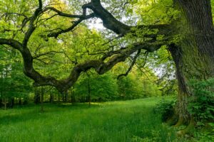 Oak tree canopy in spring with spongy moth caterpillar damage visible on leaves
