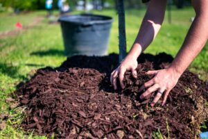 A classic mulch volcano piled against the trunk of a young landscape tree.
