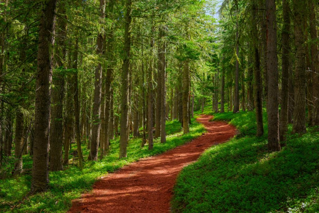 Shaded hemlock forest trail in a New Jersey state park in spring