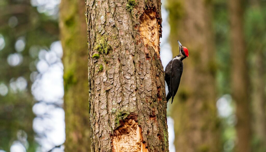 Bark damage from woodpecker activity — a common secondary sign of EAB infestation.