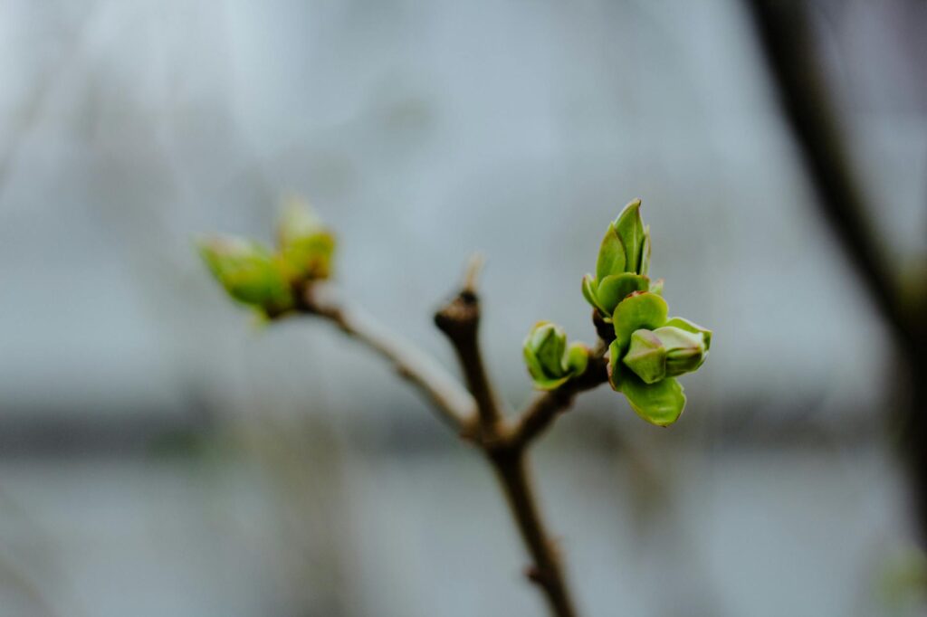 Close-up of tree buds opening into fresh spring leaves