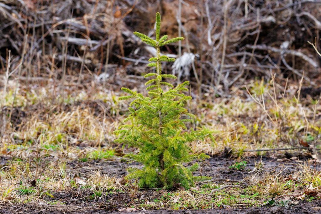 A recently planted young landscape tree, the kind most vulnerable to mulch volcano damage.