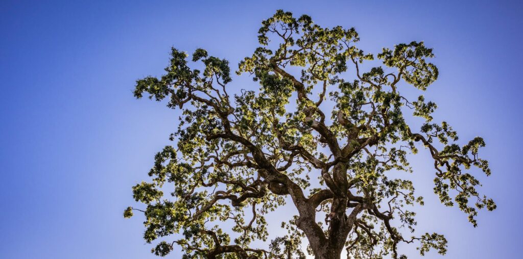 A certified arborist working in the canopy of a mature oak.