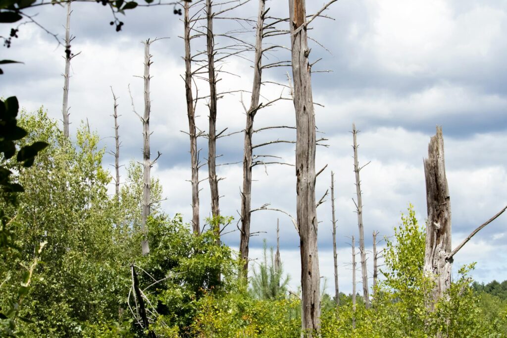 Standing dead ash trees in a New Jersey woodland, typical of post-EAB forest.
