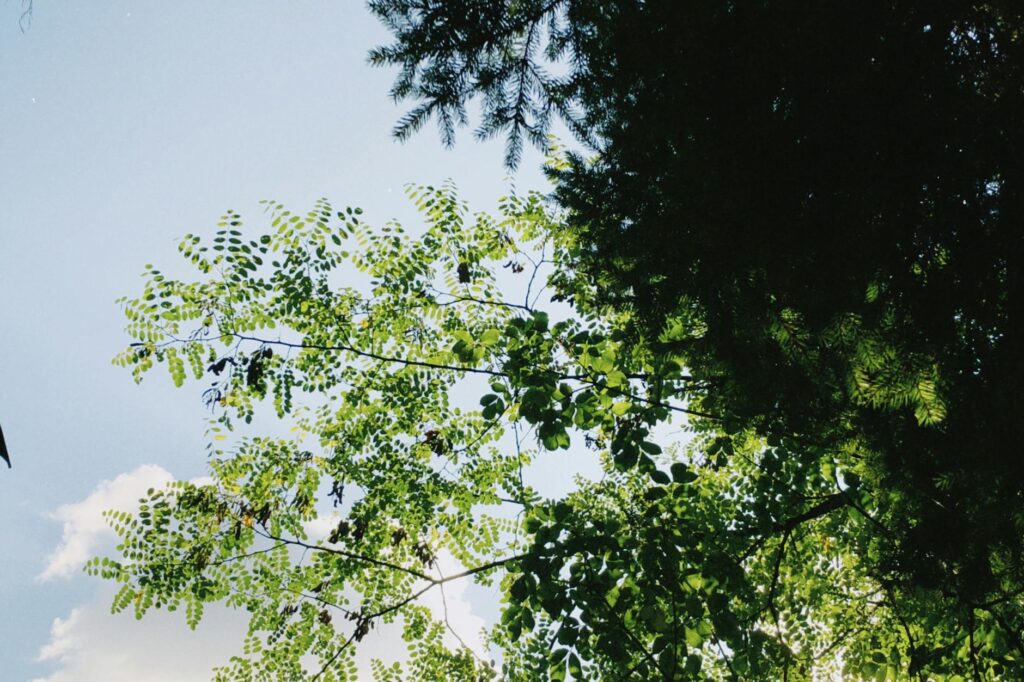 Ailanthus altissima tree of heaven with compound leaves along a roadside