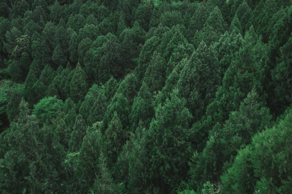 ISA-certified arborist with clipboard assessing the health of a large evergreen tree