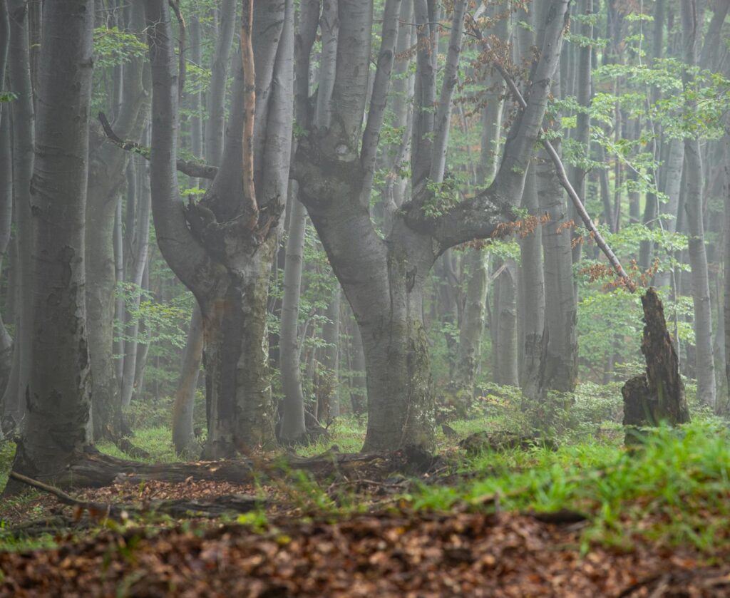 The distinctive smooth gray bark of a mature American beech.