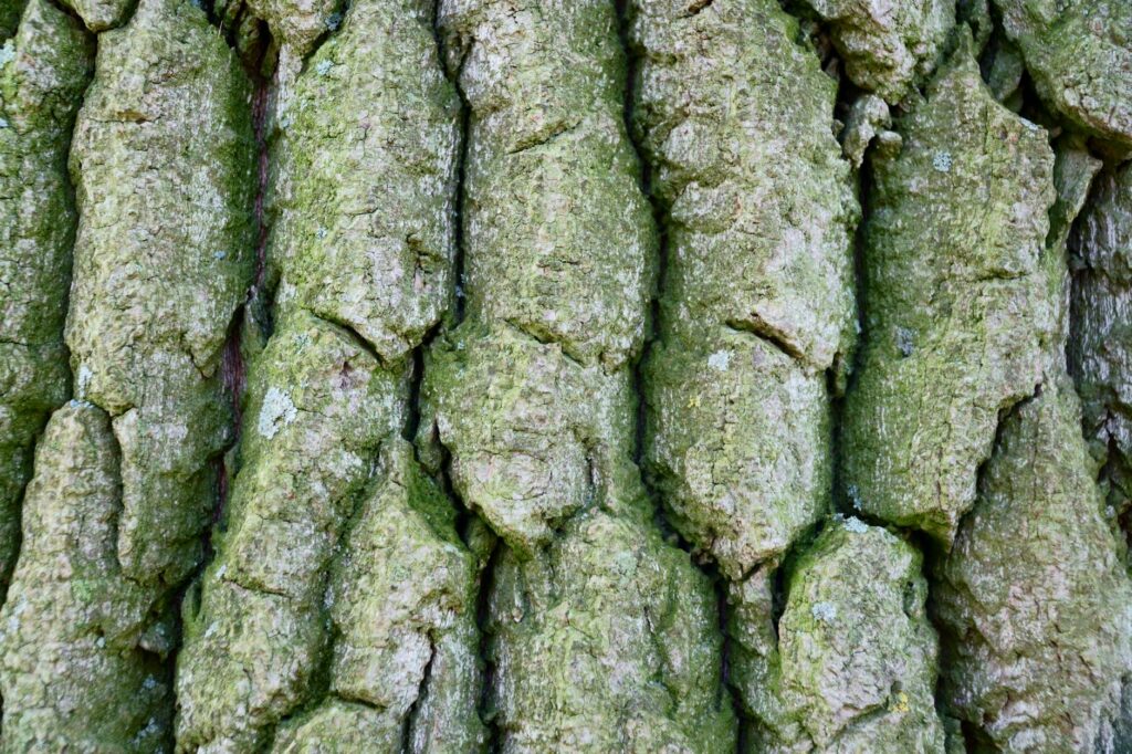 The distinctive diamond-patterned bark of a mature ash tree.