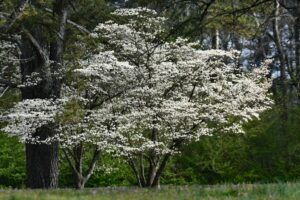 Flowering dogwood tree covered in white spring blossoms in a residential yard