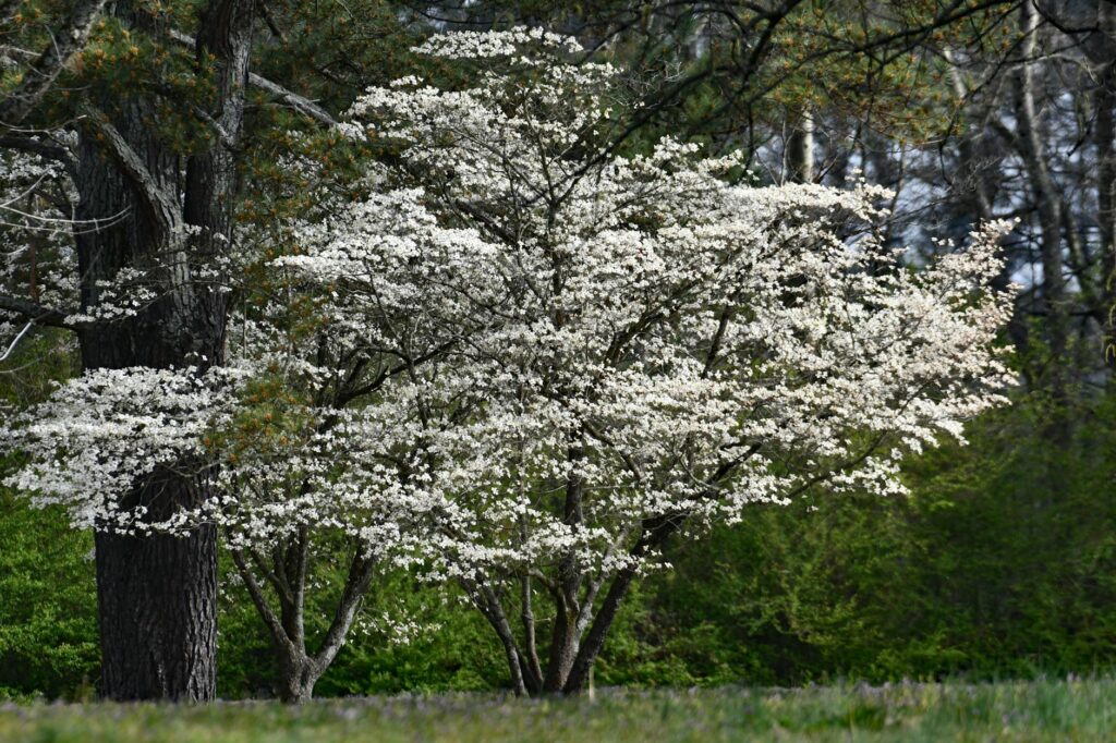 White flowering dogwood tree in full spring bloom in a residential setting