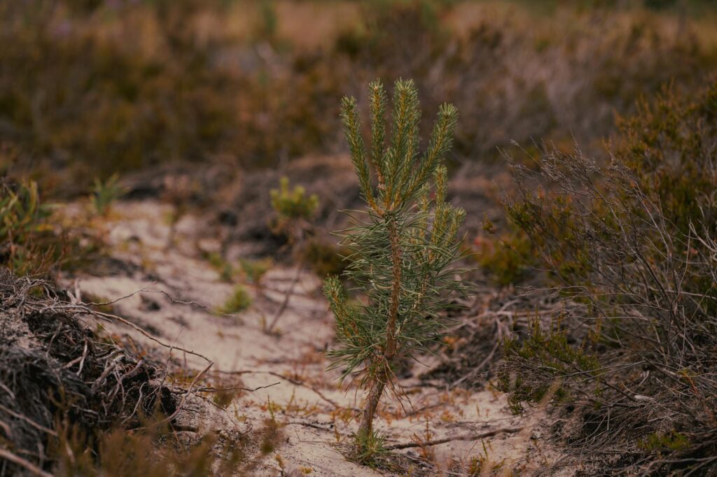 Pitch pine trees growing in sandy scrubland habitat in New Jersey