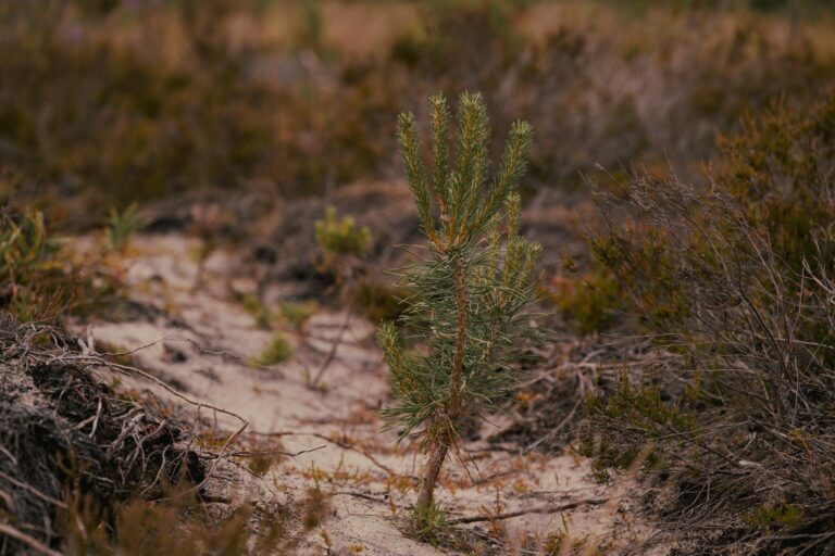 Pitch pine trees growing in sandy scrubland habitat in New Jersey