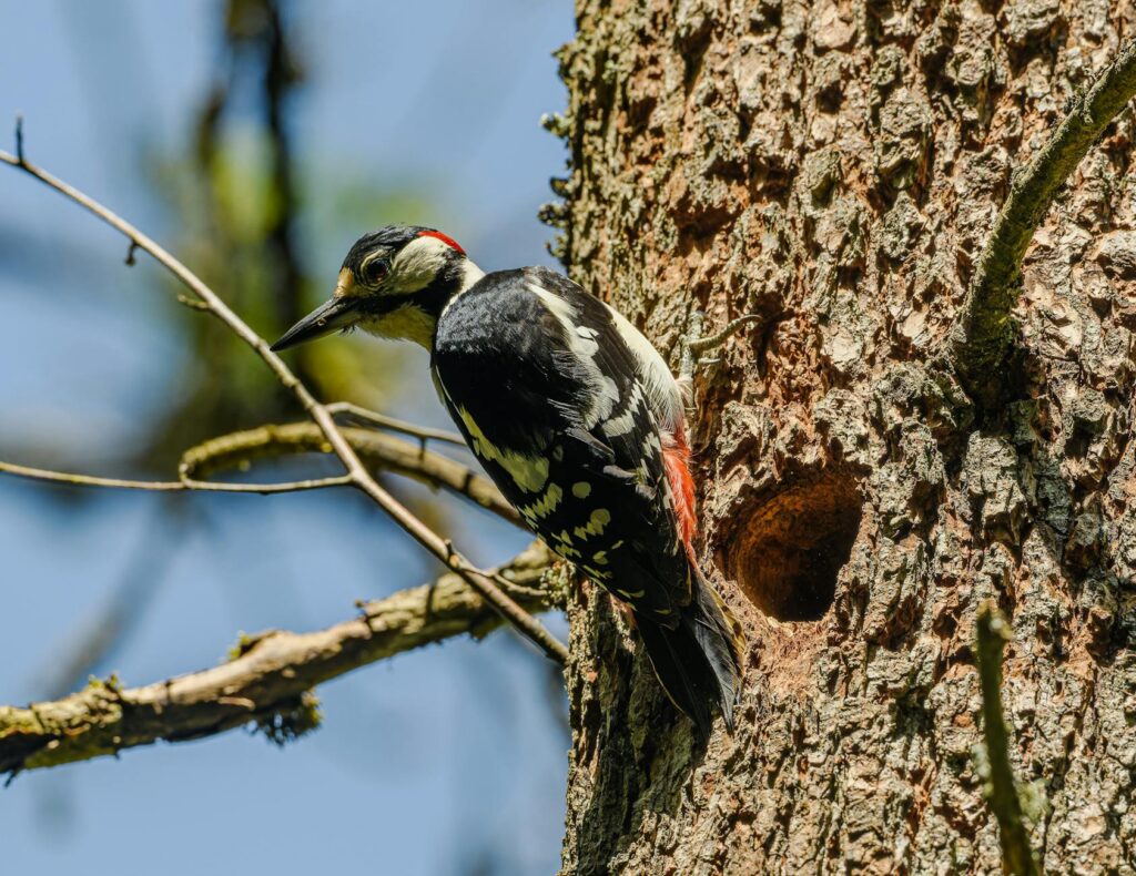 Woodpecker excavations in the trunk of a decaying snag