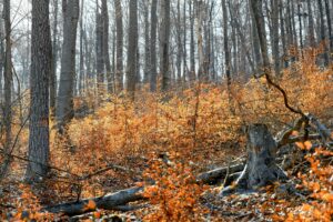 A large mature American beech, the species most at risk from beech leaf disease in Monmouth County.