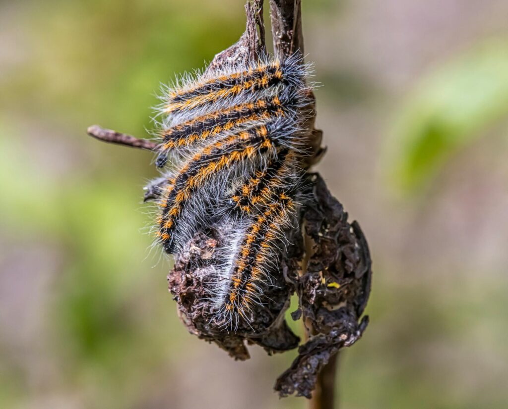 Close-up of eastern tent caterpillar larvae with black and orange striped pattern
