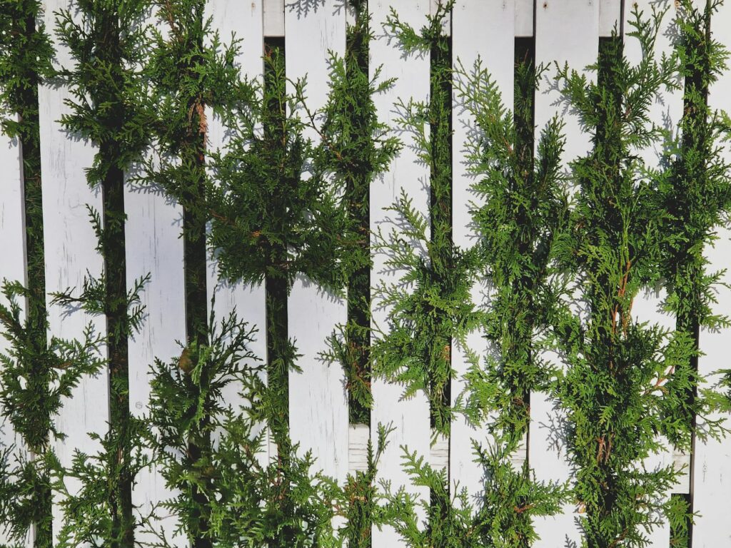 Tall eastern hemlock hedge providing privacy screening along a residential backyard