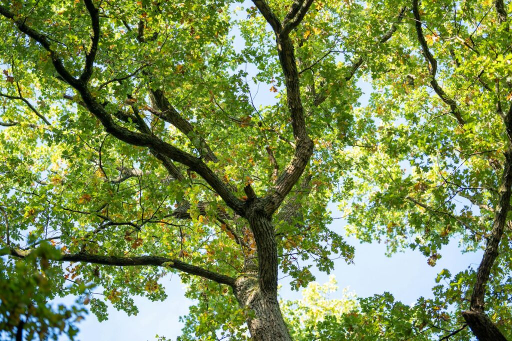 Mature red oak tree with spring foliage in New Jersey woodland setting at risk from spongy moth