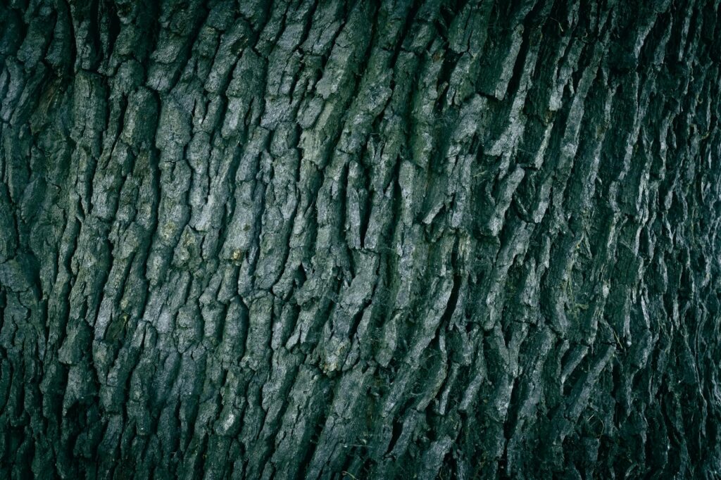 Close-up of mature oak bark.