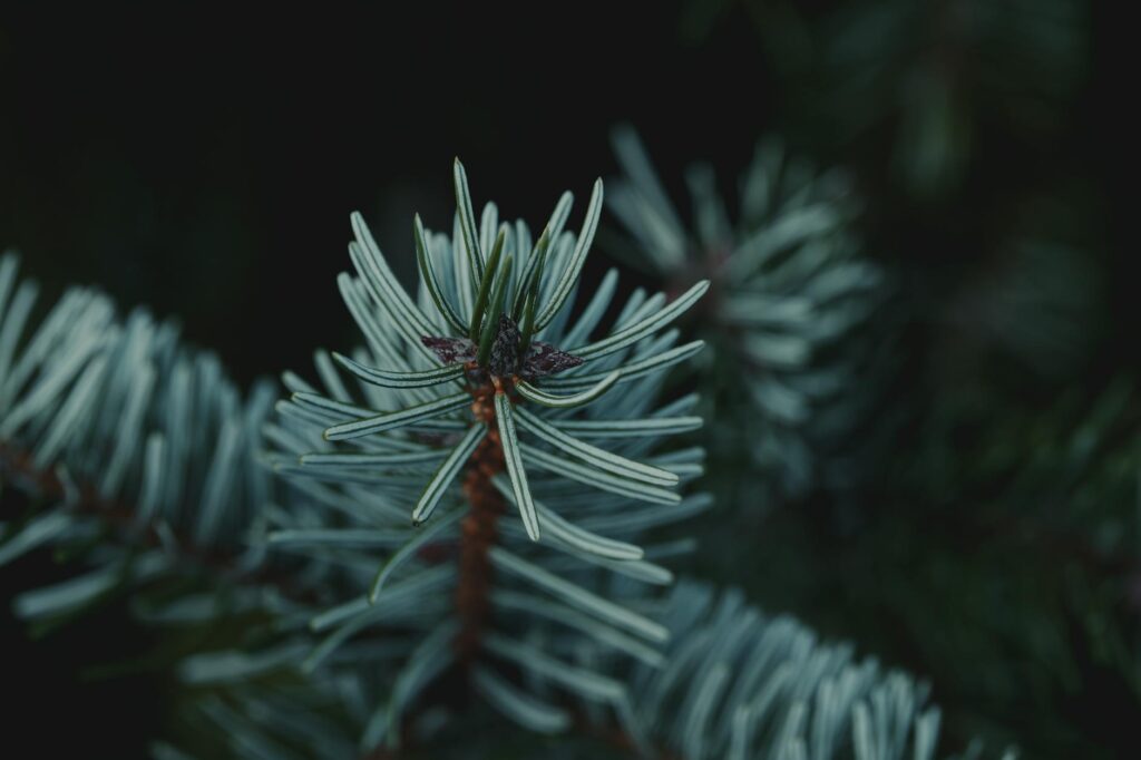 Close-up of white woolly adelgid egg sacs on the underside of hemlock needles