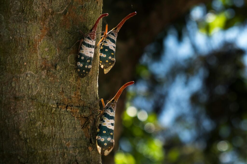 Black and white spotted lanternfly first-instar nymphs on tree bark in spring