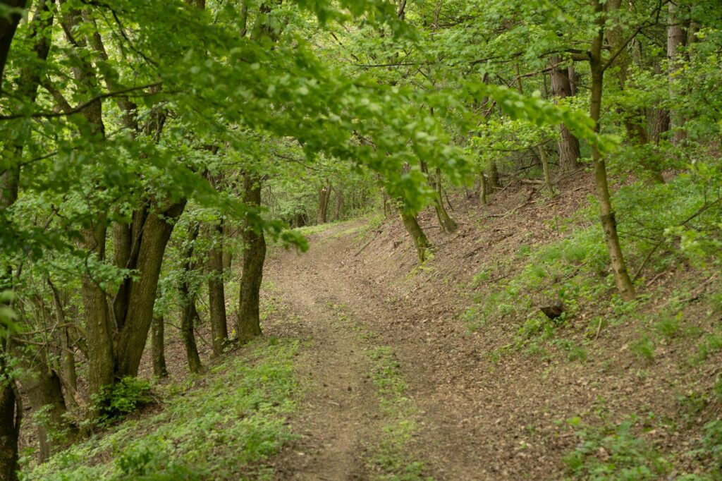 A woodland trail lined with mature beech trees in spring.