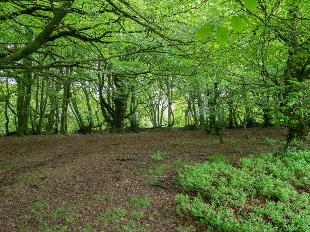 Bare ground beneath a Norway maple's dense shade canopy
