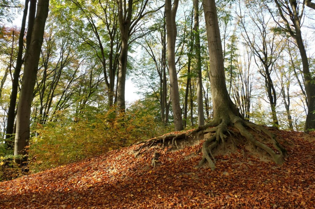 A tree with a clearly visible root flare at the base, the correct appearance.