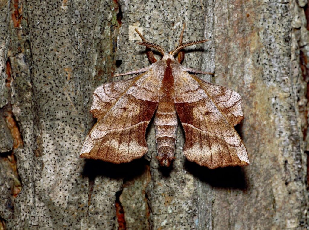 Spongy moth egg masses on tree bark showing buff-colored velvety texture used for identification