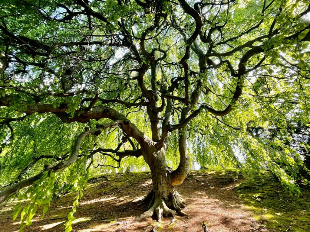 A mature copper beech on a historic property.
