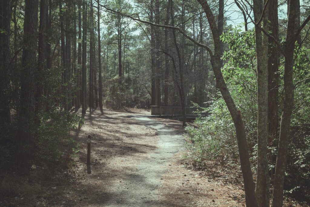 Sandy trail through pitch pine woodland at Cheesequake State Park in spring