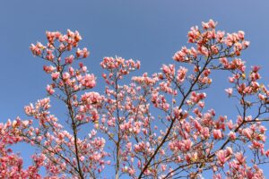 Tall tulip poplar tree in full spring bloom with orange and yellow flowers visible high in the canopy