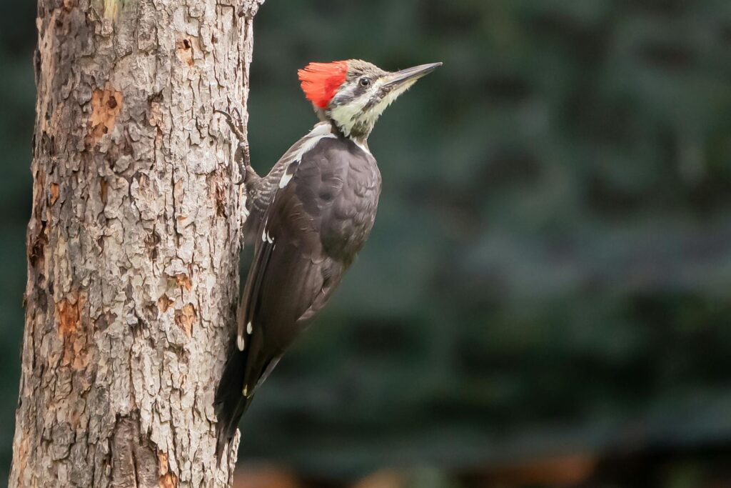 A pileated woodpecker working a dead tree — a species that depends on snags in Middletown