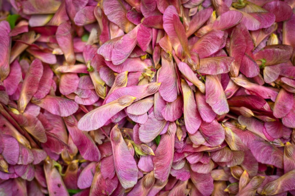Norway maple helicopter seeds scattered on the ground in spring