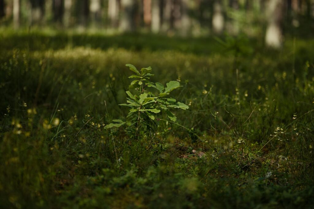 A newly planted young oak tree in a suburban yard.