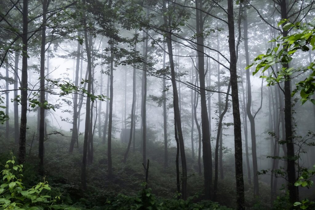 Dogwood trees growing beneath a dense forest canopy in shaded, humid understory conditions
