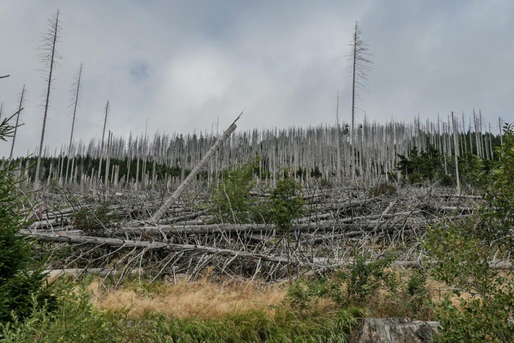 Pine tree trunk showing pitch tube resin deposits from bark beetle activity