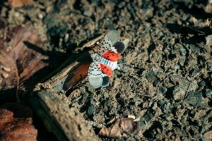 Spotted lanternfly nymphs clustered on a tree trunk in early spring